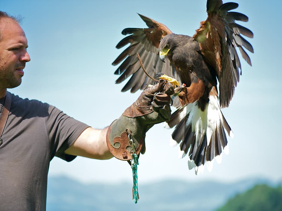 Harris Hawk