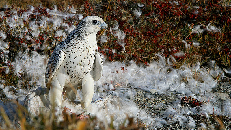 gerfalke